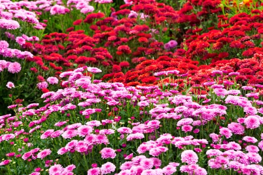Garden flowers background