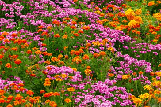 Garden flowers background