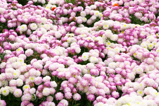 Garden flowers background