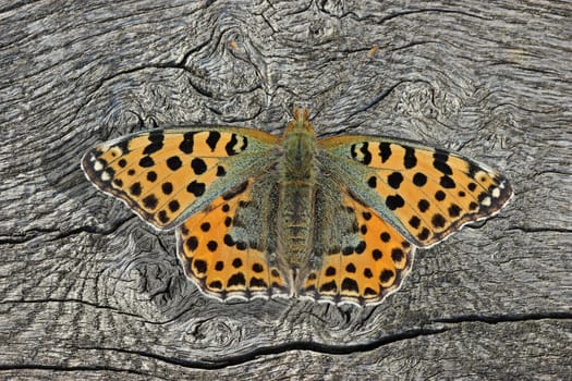 Small mother butterfly (Issoria lathonia) on wood