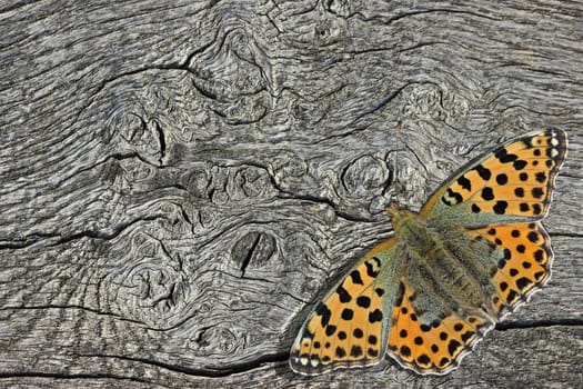 Small mother butterfly (Issoria lathonia) on wood