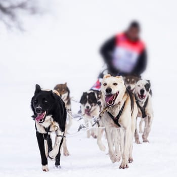 musher dogteam driver and Siberian husky at snow winter competition race in forest