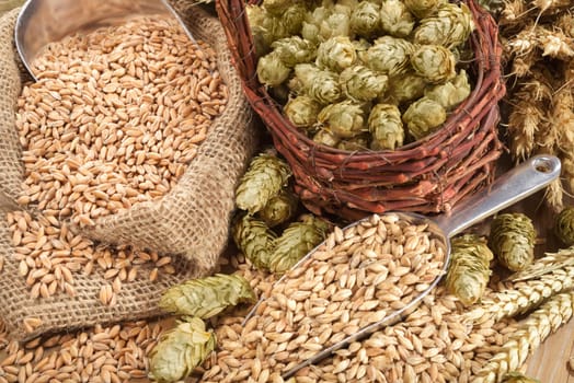 Beer ingredients - wheat,barley,hops and malt