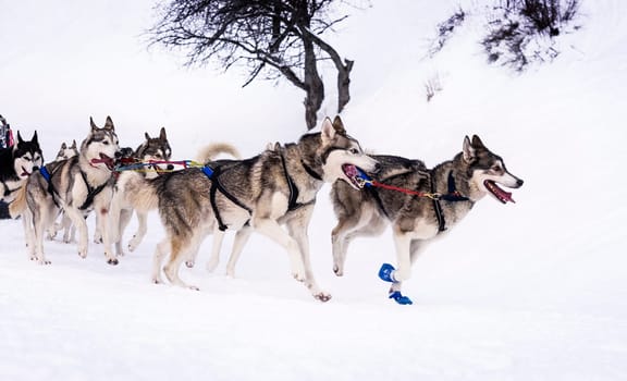 musher dogteam driver and Siberian husky at snow winter competition race in forest