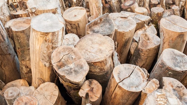 A stack of logs of various trees stacked.