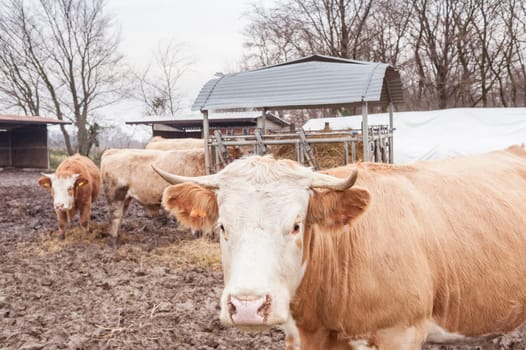 Cows eat straw and hay in the barn of the farm in the countryside