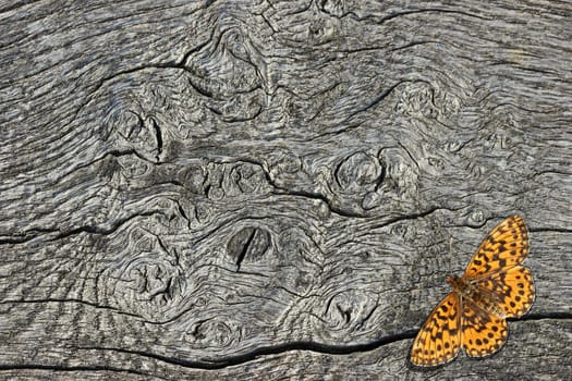Lean grass-mother butterfly (Boloria dia) on wood
