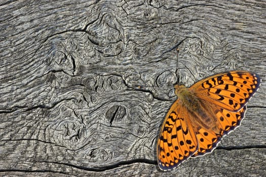 Large mother butterfly (Argynnis aglaja) on wood