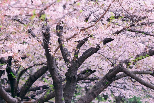 Beautiful cherry blossom sakura close up
