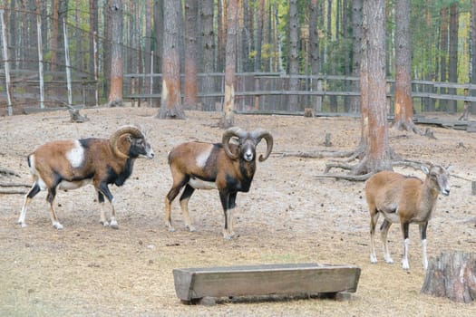 Muflons (ovis gmelini, ovis orientalis) in the forest