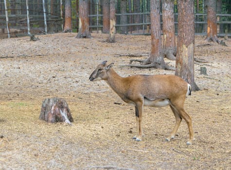 Muflon (ovis gmelini, ovis orientalis) in the forest