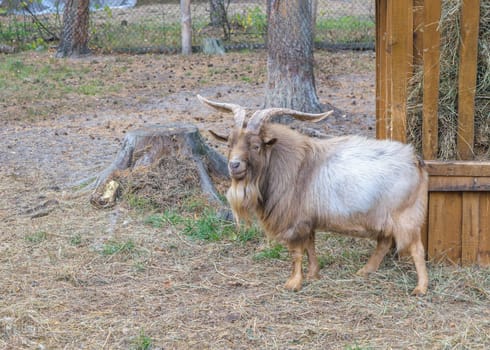 Shaggy horned mountain sheep (ovis ammon) near the feeders with hay (side view)