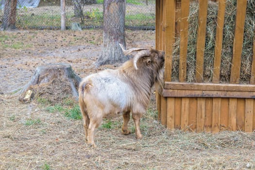 Shaggy horned mountain sheep (ovis ammon) near the feeders with hay (side view)