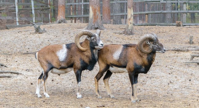 Muflons (ovis gmelini, ovis orientalis) in the forest