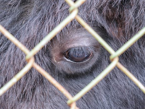 Eye buffalo, looking through the bars of the grid