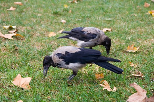 Hooded Crow walking on the grass of Topkapi palace gardens, Corvus corone cornix, Istanbul