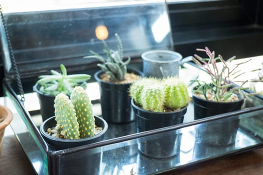 Small plant pot displayed beside the window, stock photo
