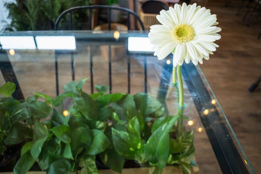 White gerbera flower decorated glass table, stock photo
