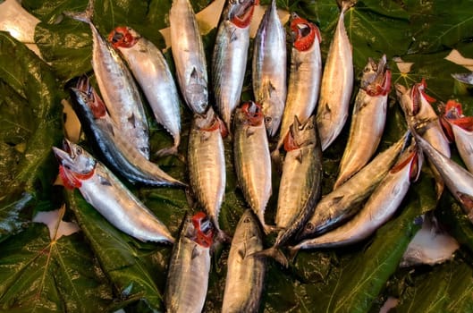 Fresh fish of Bosporus over fig tree leaves. Outdoor fish market on asian side of Istanbul near the Galata bridge, Turkey