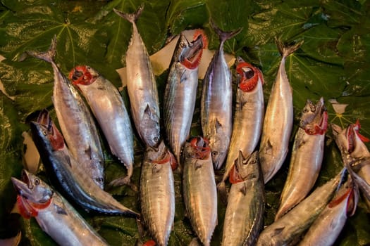Fresh fish of Bosporus over fig tree leaves. Outdoor fish market on asian side of Istanbul near the Galata bridge, Turkey