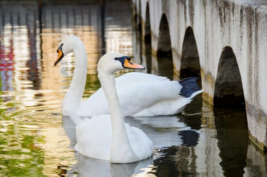 Two swans floating on the water