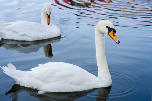 Two swans floating on the water