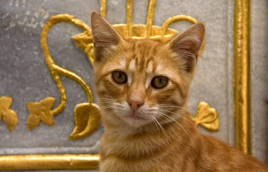 A cat staring with oriental decoration at the bottom, Istanbul, Turkey