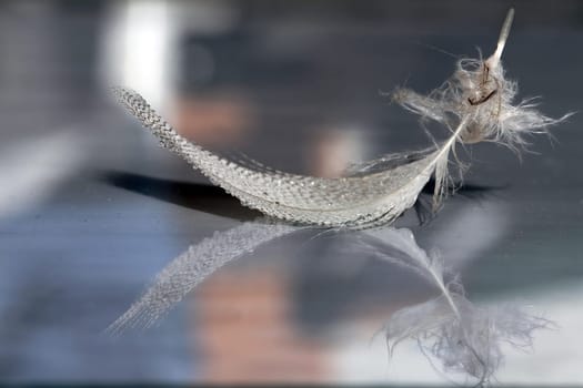A feather-light feather - A feather from a water bird