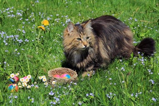 A strange Easter bunny - A cat as an Easter bunny