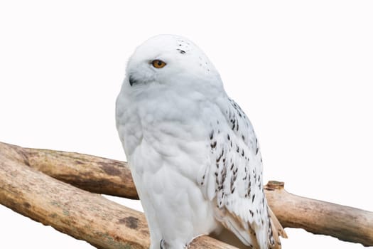 Snow owl sits on a branch against a white background.