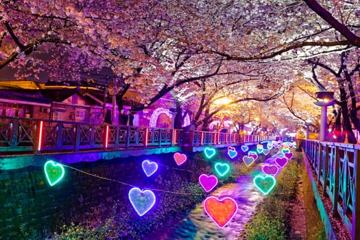cherry blossoms sakura at night, busan city in south korea