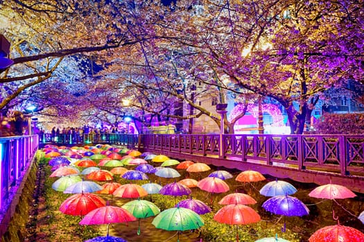 cherry blossoms sakura at night, busan city in south korea