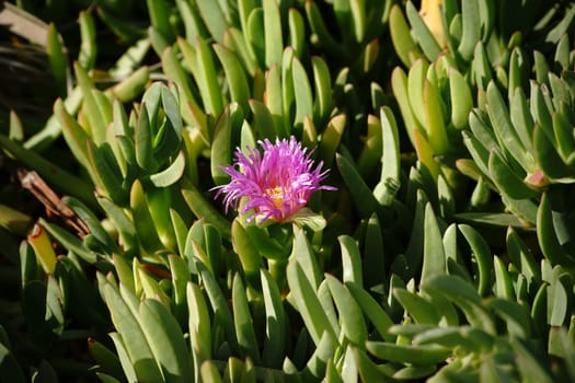 The purple flower of a Carpobrotus chilensis plant looks out between fleshy green leaves.