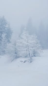 Winter foggy morning with frozen trees. Beautiful white snowy background