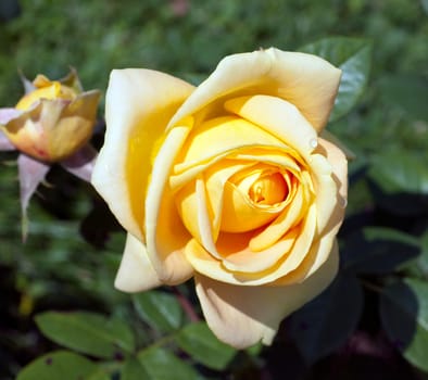 .Edelrose, Candlelight