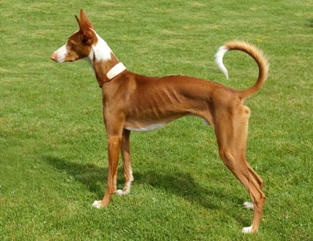Bodengo  Greyhound