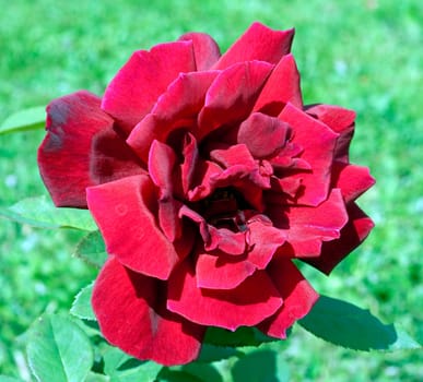 Edelrose, Chrysler Imperial