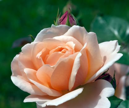 Englische Rose, Ambridge Rose david Austin