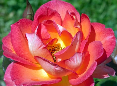 Edelrose, Fairest Cape