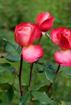 Edelrose, Jazz Festival