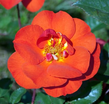 Edelrose, Westpoint