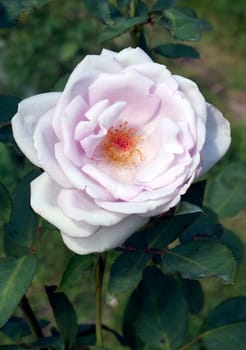 Edelrose,Mainzer Fastnacht