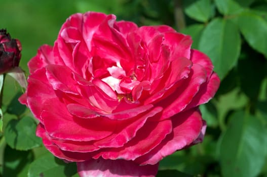 Edelrose, First Blush