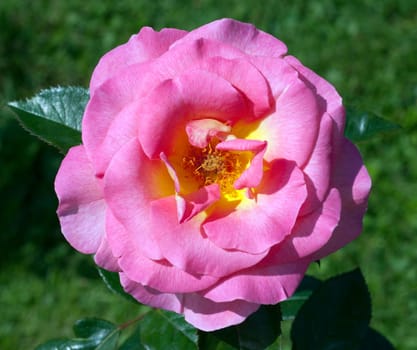 .Edelrose, Pink Paradise