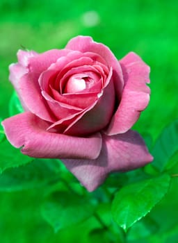 Edelrose,Naomi