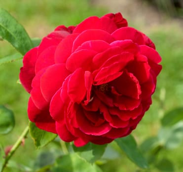 Englische Rose, L.D. Braithwaite
