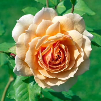 Englische Rose, Grace