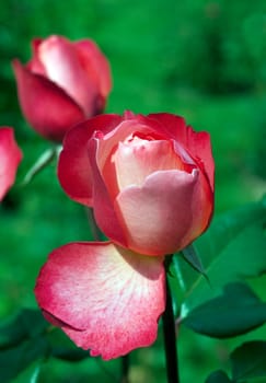 Edelrose, Jazz Festival