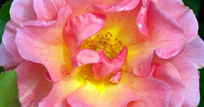 Englische Rose, Lilian Austin