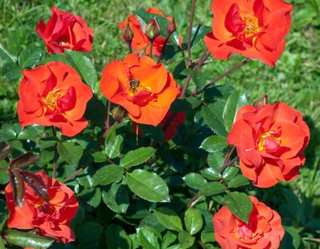 Edelrose, Westpoint